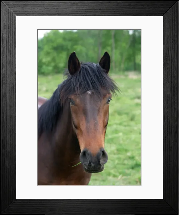 Framed Print : Chestnut Horse - close-up of face