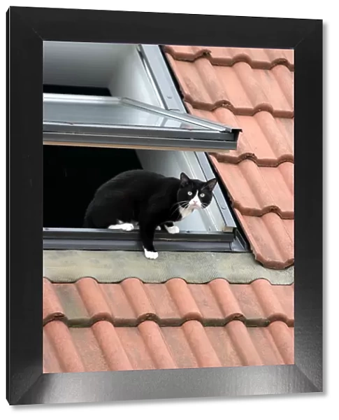 Black and White Cat - on roof climbing out of window