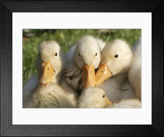 Framed Print : canetons domestiques Framed Print : canetons domestiques