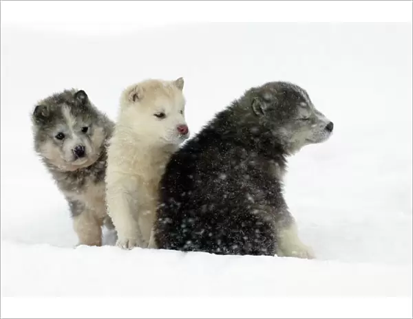 Husky Dog - three puppies in snow Canada
