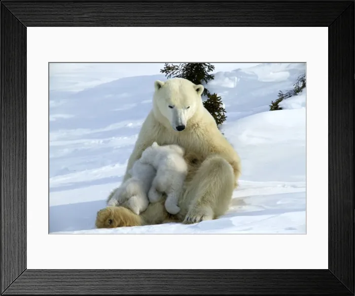 Framed Print : Polar Bear - mother and two cubs suckling. Arctic Framed Print : Polar Bear - mother and two cubs suckling. Arctic