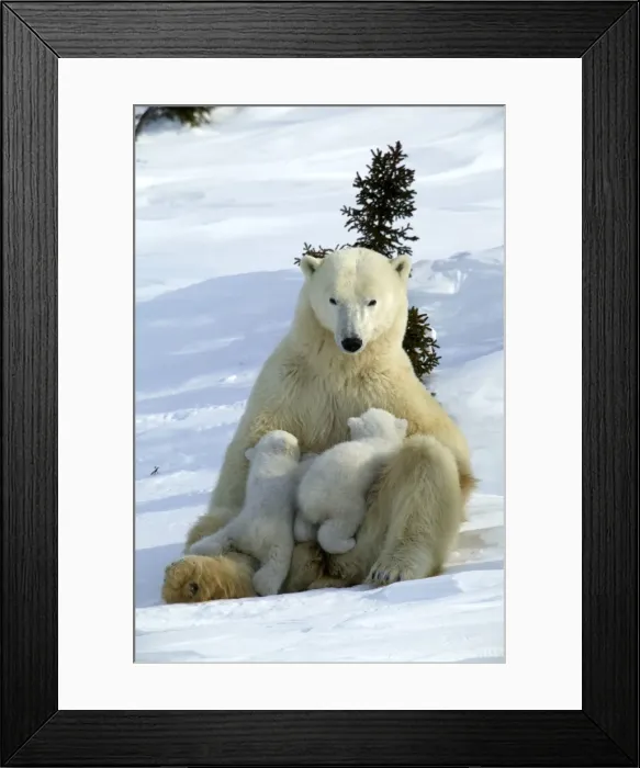 Framed Print : Polar Bear - mother and two cubs suckling. Arctic Framed Print : Polar Bear - mother and two cubs suckling. Arctic