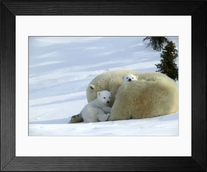 Framed Print : Polar Bear - mother with two cubs. Arctic Framed Print : Polar Bear - mother with two cubs. Arctic