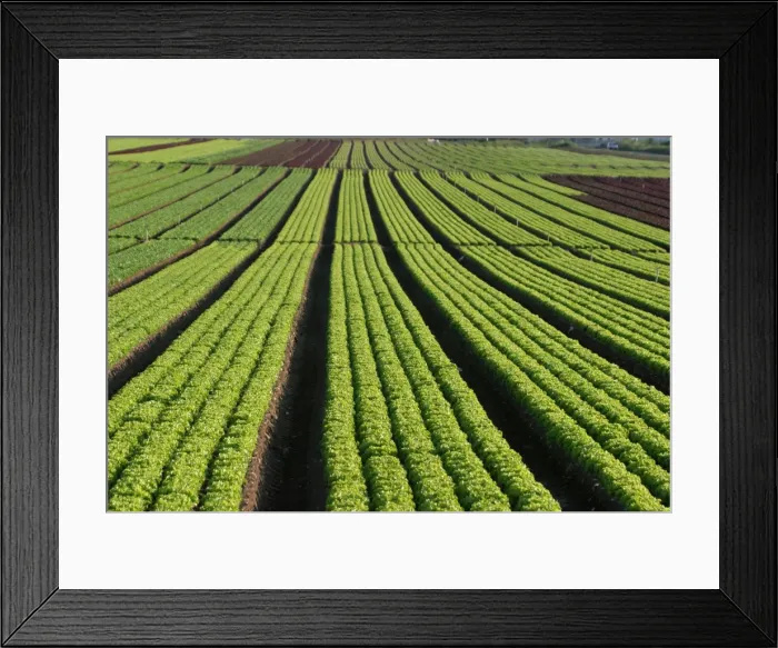 Framed Print : champ de salade a montesson 78