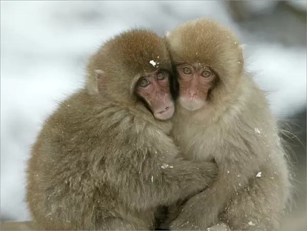 Japanese Macaque Monkey - two huddled together. Hokkaido, Japan