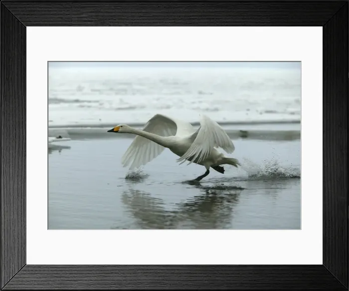 Framed Print : Whooper Swan - taking off. Hokkaido, Japan Framed Print : Whooper Swan - taking off. Hokkaido, Japan