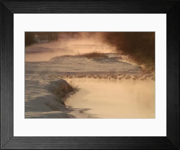 Framed Print : Red-Crowned Crane - resting at dawn. Hokkaido, Japan Framed Print : Red-Crowned Crane - resting at dawn. Hokkaido, Japan