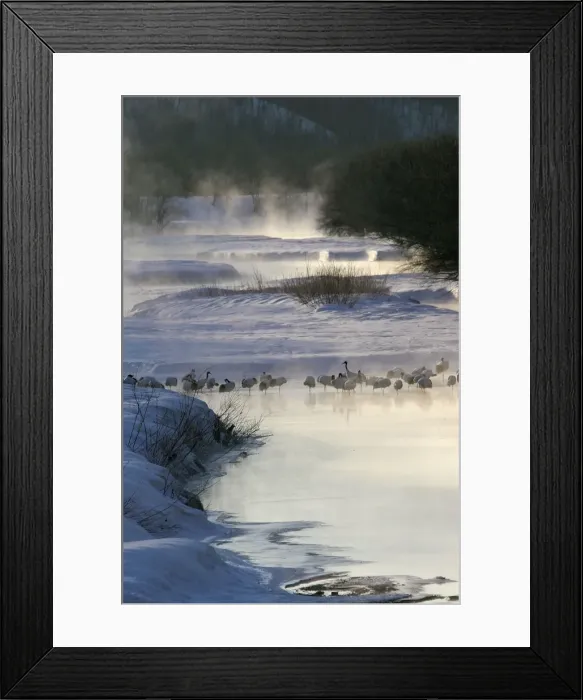 Framed Print : Red-Crowned Crane - group. Hokkaido, Japan Framed Print : Red-Crowned Crane - group. Hokkaido, Japan