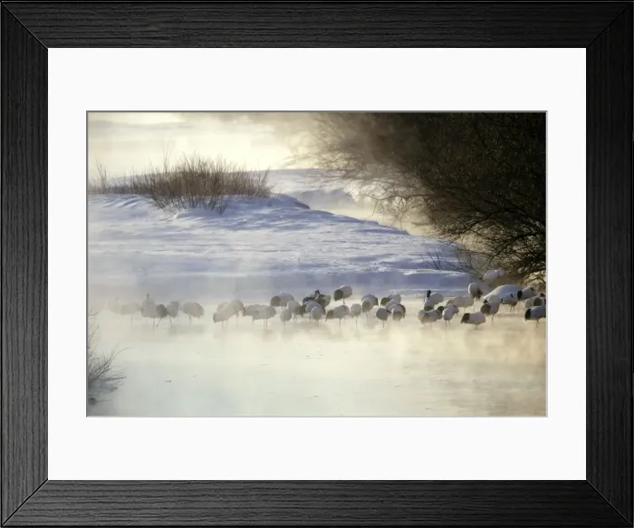 Framed Print : Red-Crowned Crane - group, at dawn. Hokkaido, Japan Framed Print : Red-Crowned Crane - group, at dawn. Hokkaido, Japan