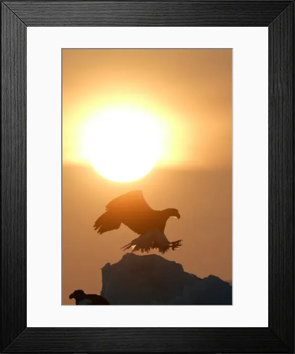Framed Print : Steller's Sea Eagle - landing, with sunset behind. Hokkaido, Japan Framed Print : Steller's Sea Eagle - landing, with sunset behind. Hokkaido, Japan