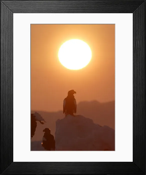 Framed Print : Steller's Sea Eagle - with sunset behind. Hokkaido, Japan