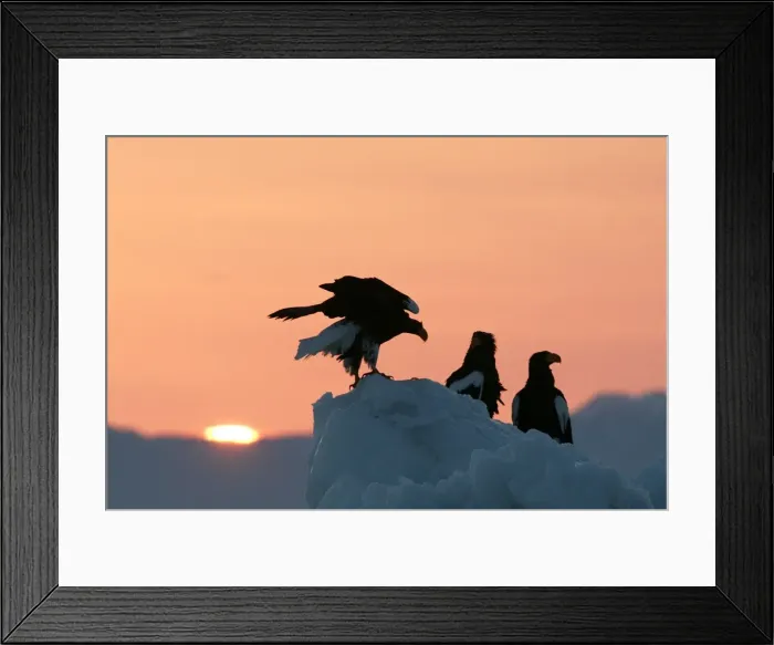 Framed Print : Steller's Sea Eagle - three, with sunset behind. Hokkaido, Japan