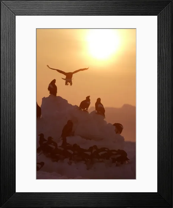 Framed Print : Steller's Sea Eagle - group, with sunset behind. Hokkaido, Japan