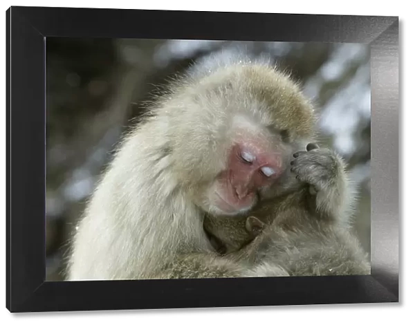 Japanese Macaque, Japanese Monkey, Snow Monkey