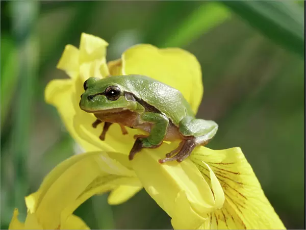Tree Frog - on Iris. France