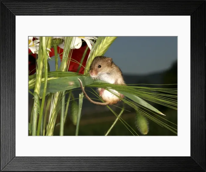 Framed Print : Harvest Mouse Framed Print : Harvest Mouse