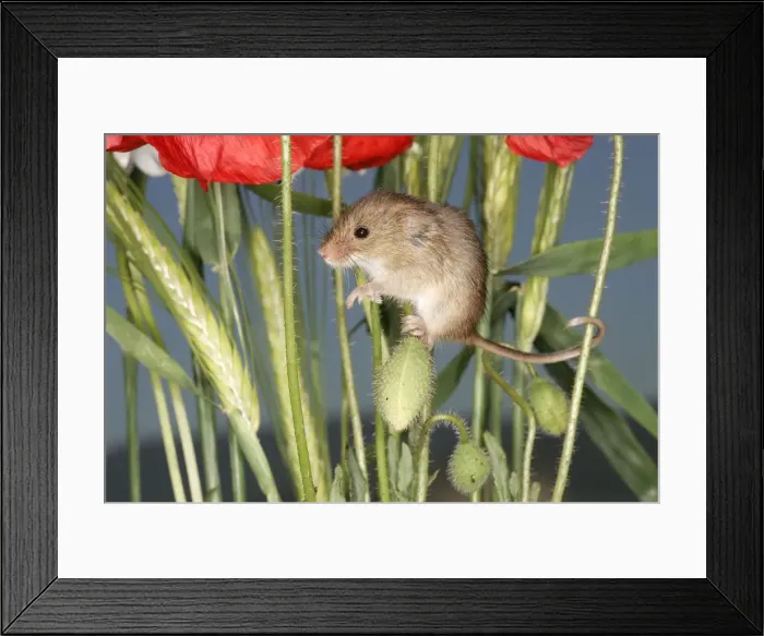 Framed Print : Harvest Mouse Framed Print : Harvest Mouse
