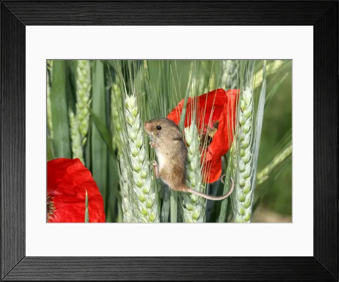 Framed Print : Harvest Mouse Framed Print : Harvest Mouse