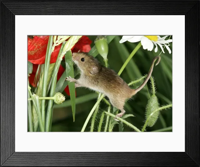 Framed Print : Harvest Mouse Framed Print : Harvest Mouse