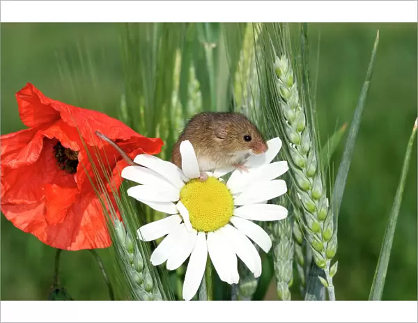Harvest Mouse - climbing on daisies & poppies. Alsace France