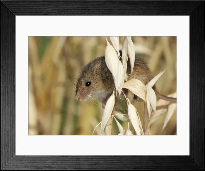 Framed Print : Harvest Mouse Framed Print : Harvest Mouse