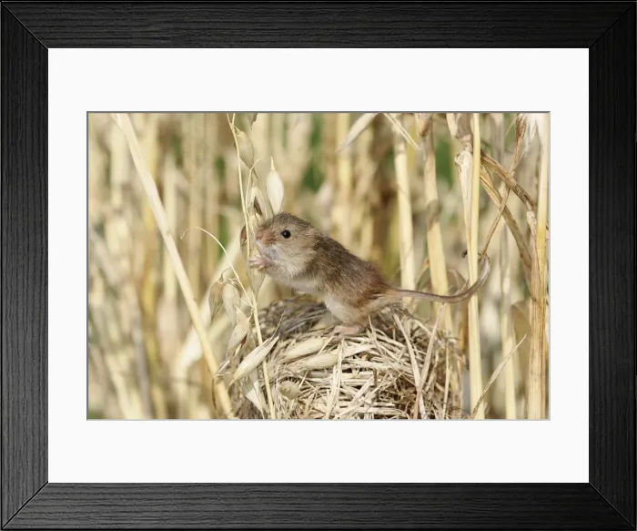 Framed Print : Harvest Mouse Framed Print : Harvest Mouse