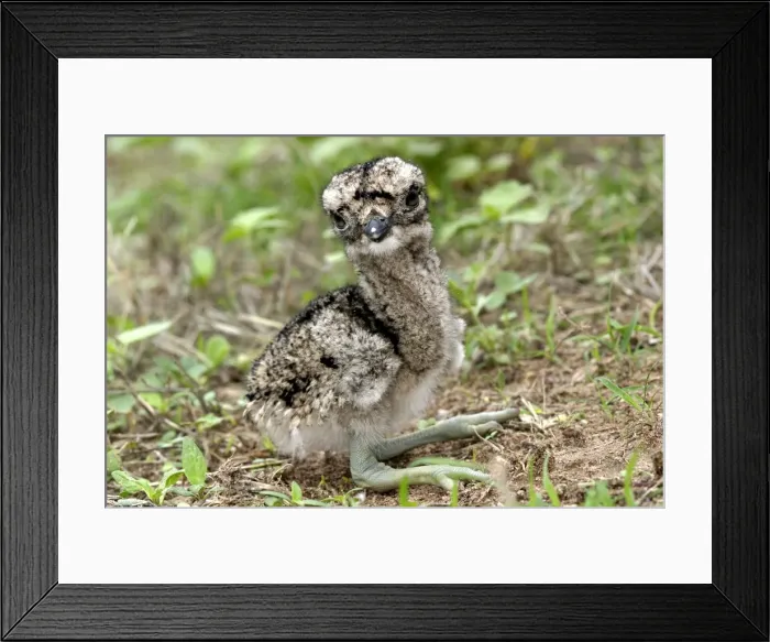 Framed Print : Double Strippd Thick Knee Framed Print : Double Strippd Thick Knee