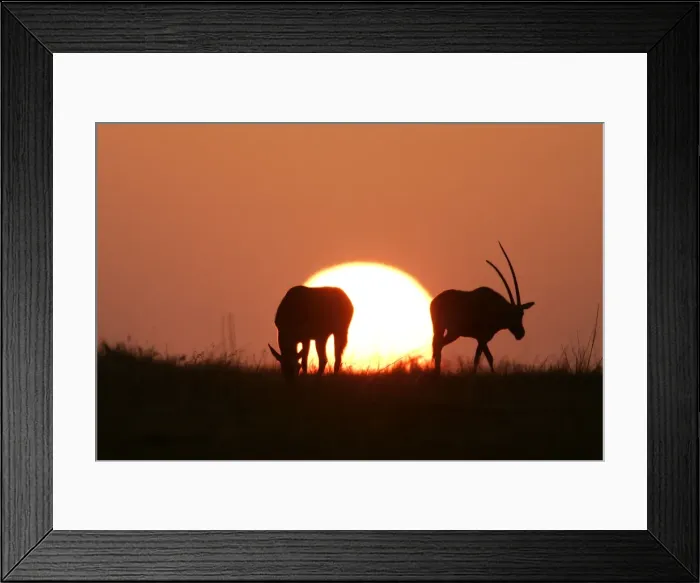 Framed Print : Oryx gazelle Framed Print : Oryx gazelle