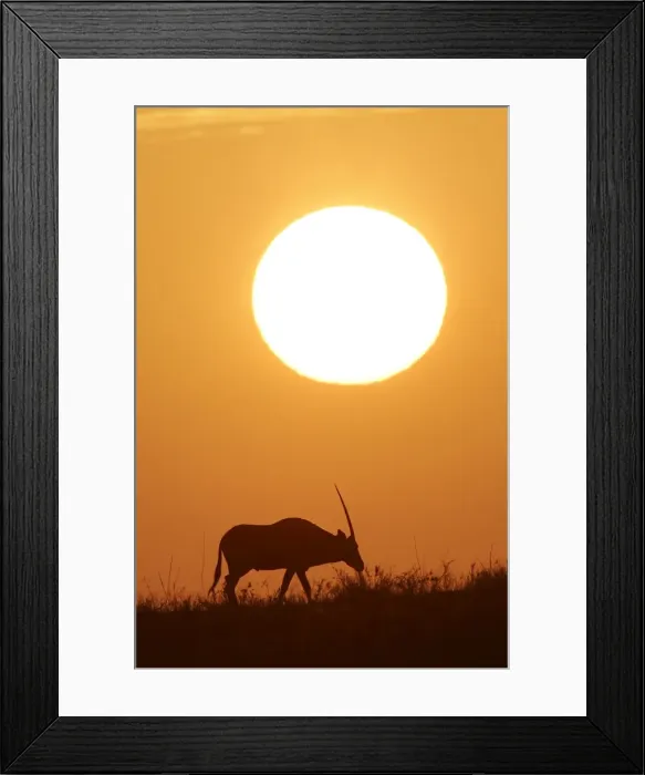 Framed Print : Oryx gazelle Framed Print : Oryx gazelle