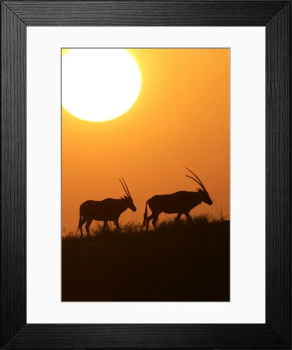 Framed Print : Oryx gazelle