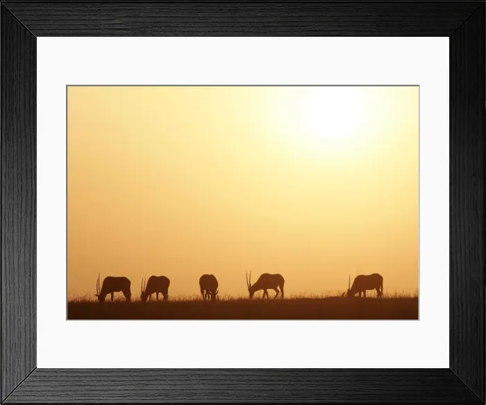Framed Print : Oryx gazelle Framed Print : Oryx gazelle