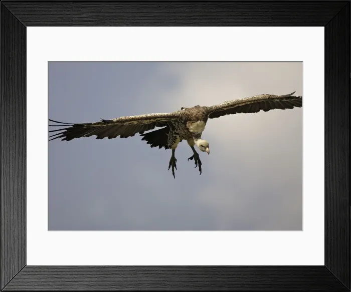 Framed Print : Vautour de Ruppell Framed Print : Vautour de Ruppell