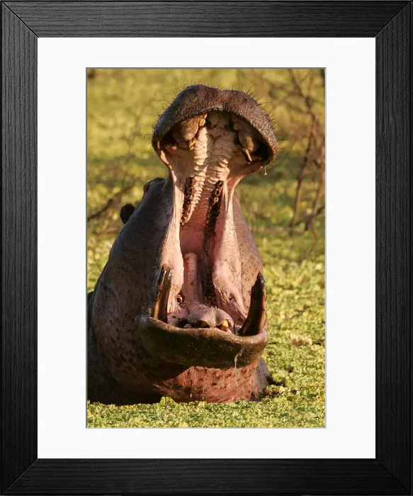 Framed Print : Hippopotamus - in water with mouth open. South Luangwa Valley National Park - Zambia - Africa Framed Print : Hippopotamus - in water with mouth open. South Luangwa Valley National Park - Zambia - Africa