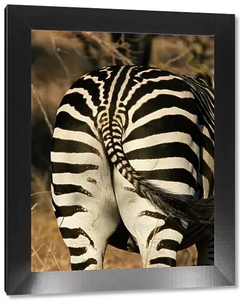 Crawshay's Zebra - bottom. South Luangwa Valley National Park - Zambia - Africa