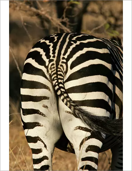 Crawshay's Zebra - bottom. South Luangwa Valley National Park - Zambia - Africa