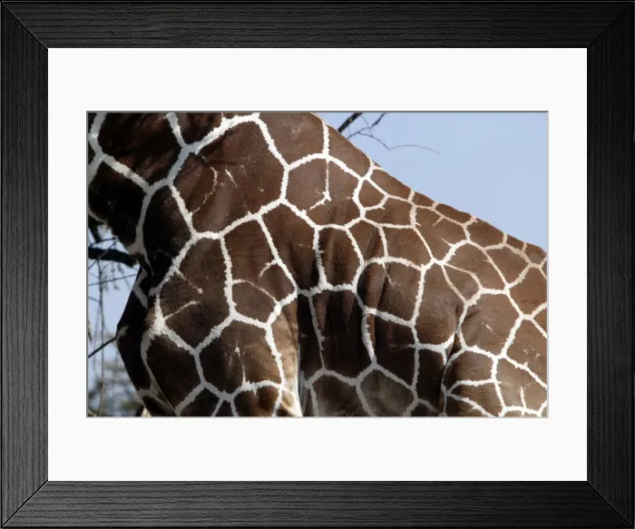 Framed Print : Girafe reticulee Framed Print : Girafe reticulee