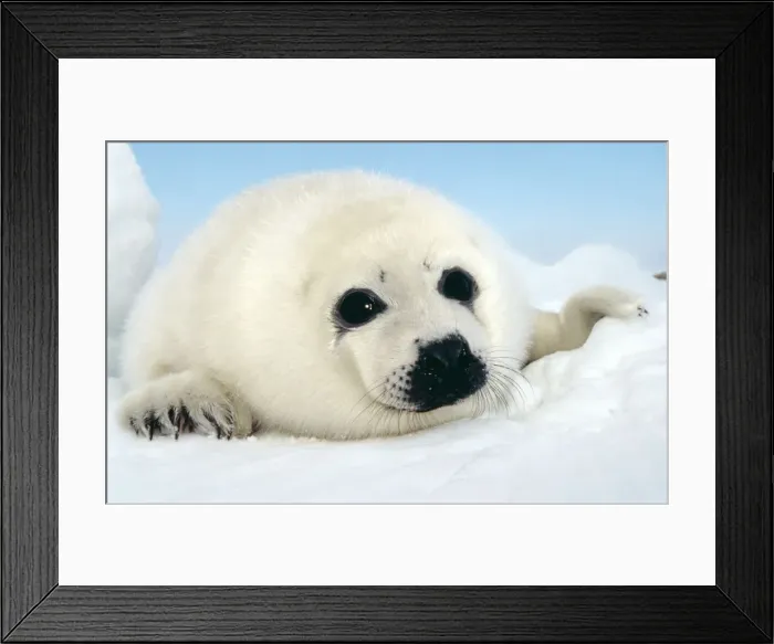 Framed Print : Harp Seal - pup Framed Print : Harp Seal - pup