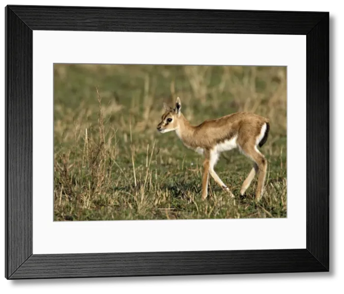 Framed Print : Gazelle de Thomson Framed Print : Gazelle de Thomson