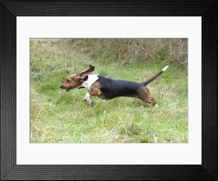 Framed Print : dog basset hound Framed Print : dog basset hound