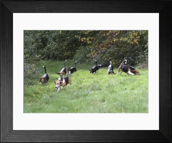 Framed Print : dog basset hound Framed Print : dog basset hound