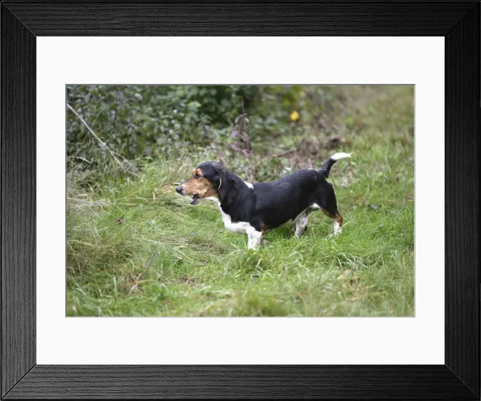 Framed Print : dog basset hound Framed Print : dog basset hound