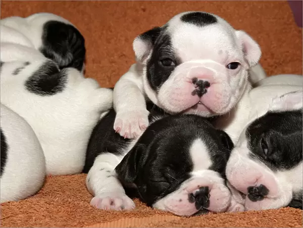 Dog - French Bulldog Puppies - 10 days old