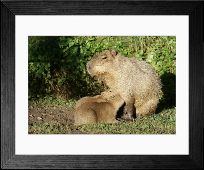 Framed Print : Capybara - mother with two babies suckling Framed Print : Capybara - mother with two babies suckling