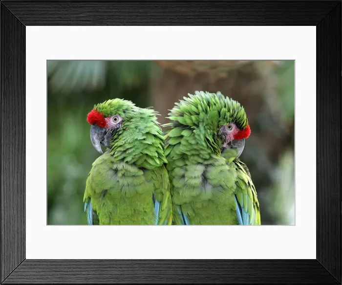 Framed Print : Militaris Green Macaw Framed Print : Militaris Green Macaw