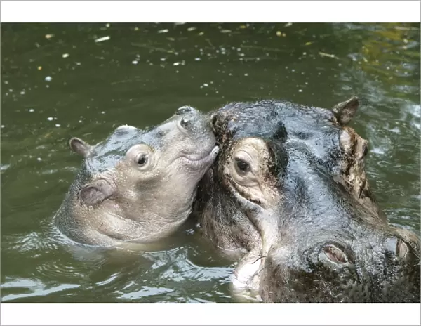 Hippopotamus - adult and baby in water