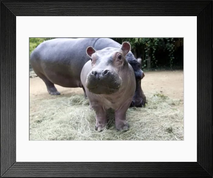 Framed Print : Hippopotamus - baby facing camera Framed Print : Hippopotamus - baby facing camera