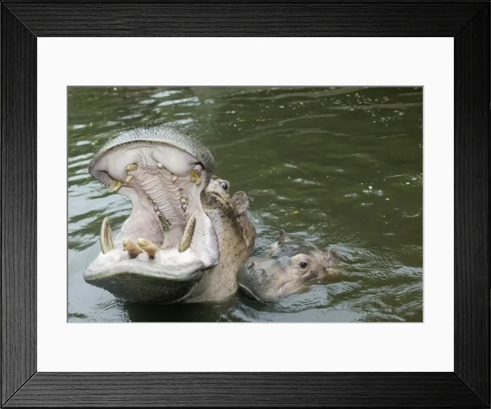 Framed Print : Hippopotamus - adult yawning, with baby in water Framed Print : Hippopotamus - adult yawning, with baby in water