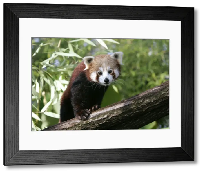 Framed Print : Red Panda. WAT-9420. Red / Lesser PANDA / Red cat-bear Framed Print : Red Panda. WAT-9420. Red / Lesser PANDA / Red cat-bear