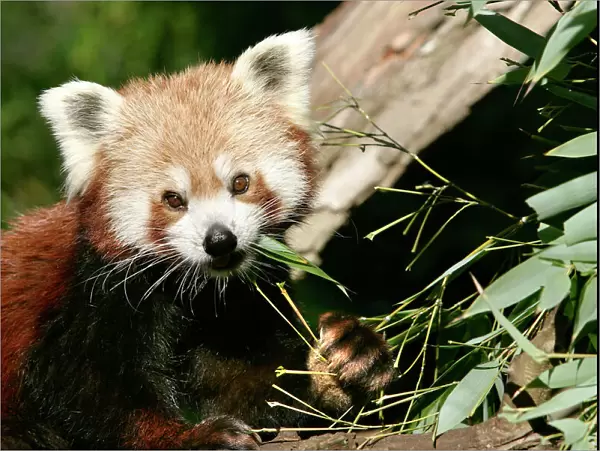 Red Panda - eating bamboo