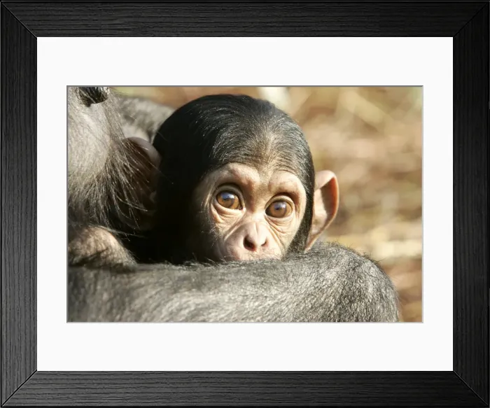 Framed Print : Chimpanzee. Chimfunshi Chimp Reserve. Zambia Framed Print : Chimpanzee. Chimfunshi Chimp Reserve. Zambia